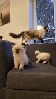 Koťátka Ragdoll - 2
