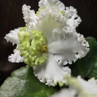 Fialka "curly" bílá, zakořeněný list - 2