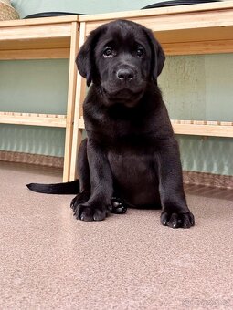 IHNED K ODBĚRU Labradorský Retriever s PP - 2