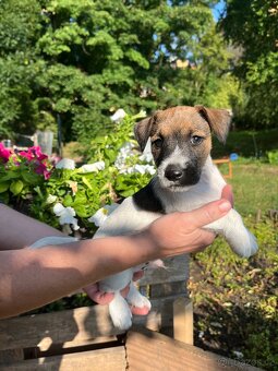 Štěně Jack Russell teriér - 2