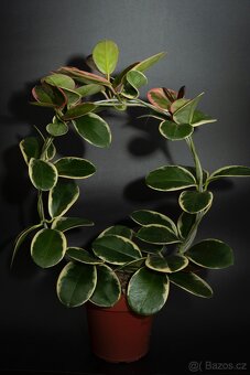 Hoya australis Albomarginata (Blondie) - 2