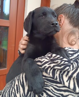 Labradorský retriever s PP - 2