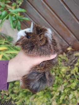 Morčátka , morče, morčata - 2