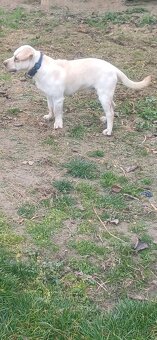 Daruji psa - kříženec pitbul a labrador - 2