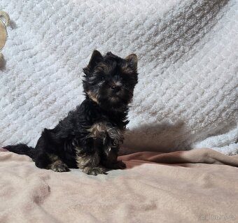 Jorkšírský teriér - 2