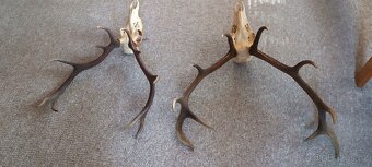 Jelení paroží,trofeje - 2