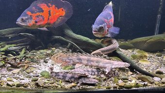 Astronotus ocelatus pár 30cm - 2