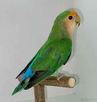 Agapornis Růžohrdlý - 2