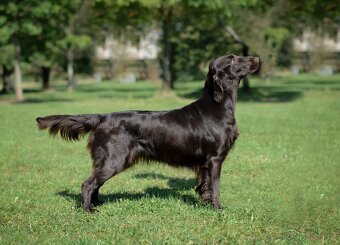 FLAT coated retriever -Černá a hnědá šť s PP - 2