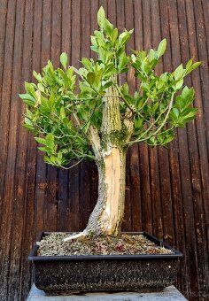 Bonsai, Bonsaj - Evonymus 2 - 2