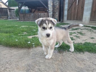 Sibiřský Husky - 2