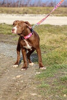 APBT ,americký pitbullterier, pittbul , pittbull teriér s PP - 2