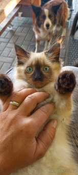 Kocourek Ragdoll - 2