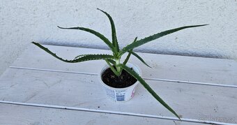 Aloe Arborescens - 2