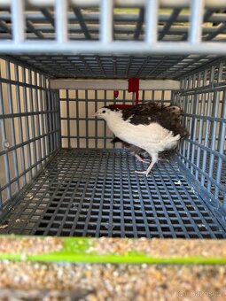 Kohoutci křepelky Celadon a Japonské nosné. - 2