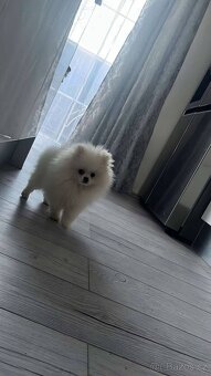 Pomeranian - 2