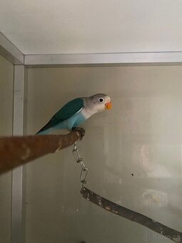 Agapornis fischeri - 2