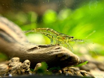 Krevetky - Neocaridina (temer transparentni kusy) - 2