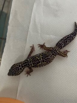 Gekončík noční - 2