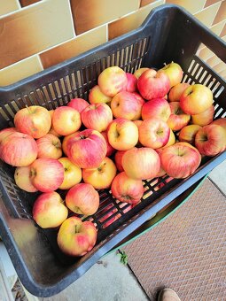 Prodám nestříkaná bio jablka - různé druhy a velikosti - 2