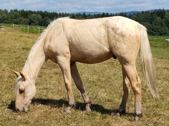 Palomino Foundation Appaloosa valášek - 2