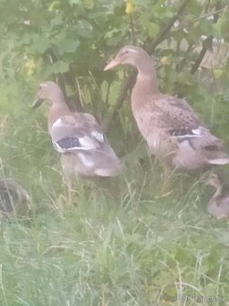 Indický běžec - 2