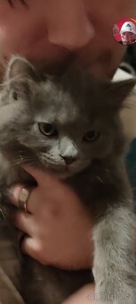 Prodej Britských kotatek - 2