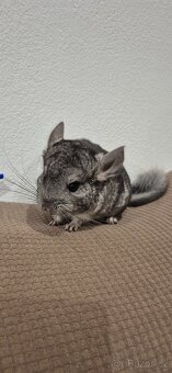 Činčila - sameček - 2