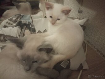Siamská+ Ragdoll - 2