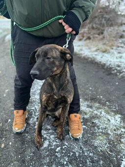 2 fenečky štěňátka - 2