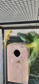 Alexandr velky lutino - 2