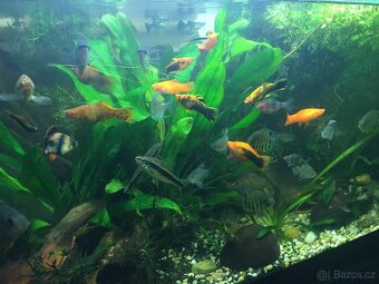 Prodám levně ryby a vodní rostliny - 2