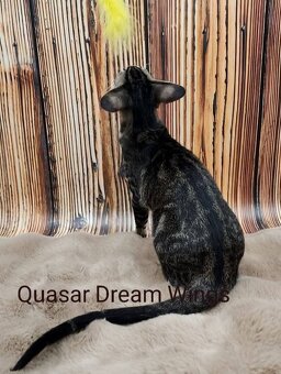 Orientální kočka s PP Quasar - 2