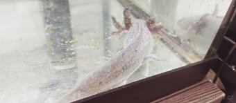 mexický axolotl vodní dráček - 2