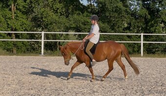 Pony kobylka 2022 pony x QH - 2