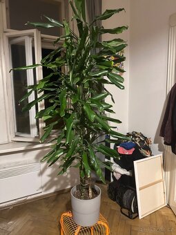 Dracena - dračinec 180 cm vysoká pokojová rostlina - 2