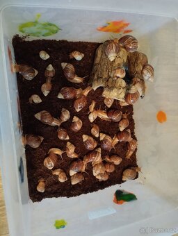 Africký šnek 🐌 - 2