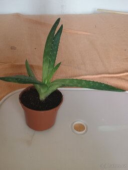 Aloe Vera - 2