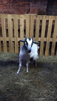 Kašmírské kozy s POP - 2