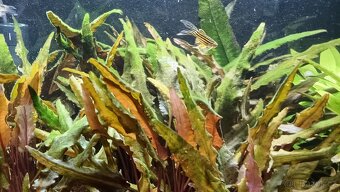 Akvárium 40 litrů - 2