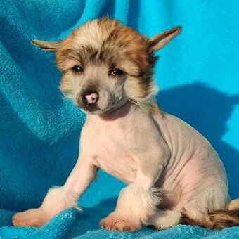 Čínský chocholatý pes nahá fenka s pp - 2