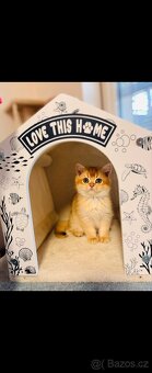 Luxusní britská golden koťátka, s PP pro chov k odbery hned - 2