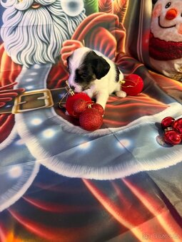 Krásné štěňata - 2