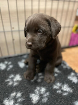 Labradorský retrivr - 2