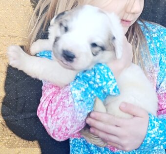 Pyrenejský horský pes chlupáči - 2