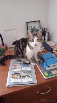 Daruji kočičku - 2