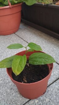 Klerodendrum Thompsonovo - 2