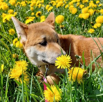Shiba inu s PP - 2