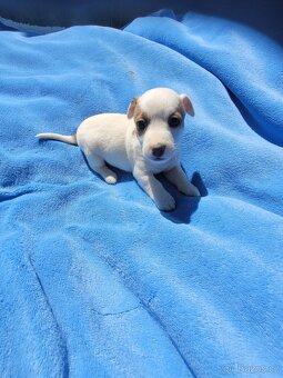 Jack Russel teriér - 2