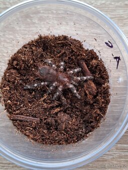Sklípkani Acanthoscurria geniculata - 2